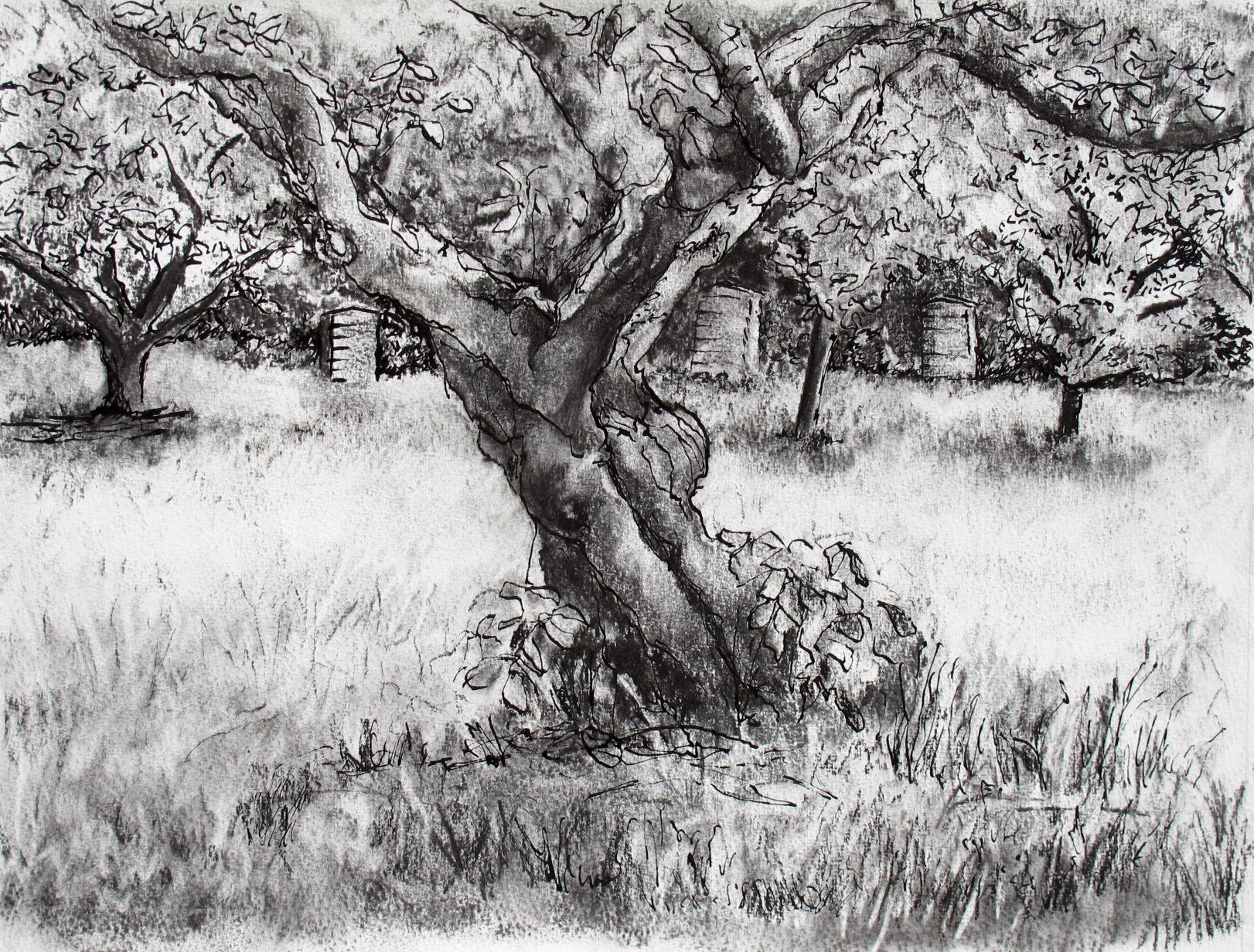 IMG_0321-ed Old Apple Tree